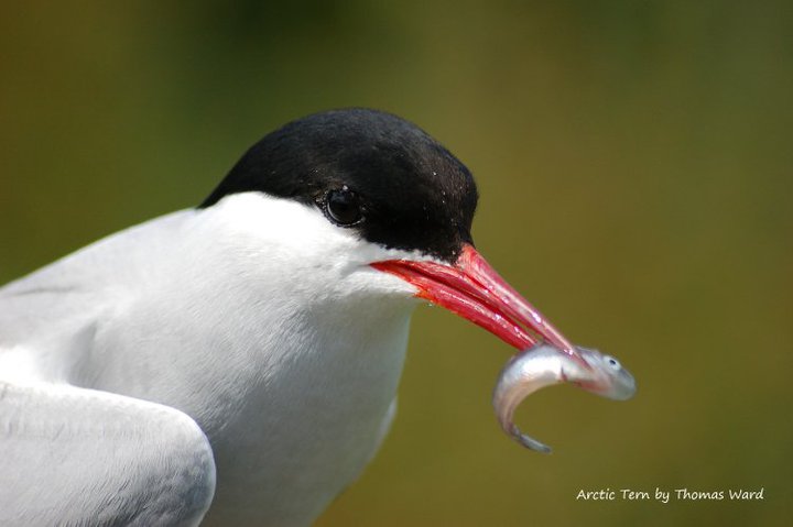 Arctic Tern