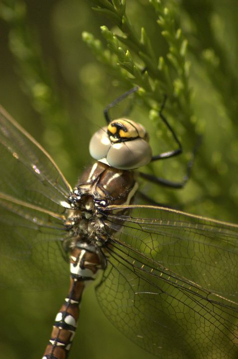 Common Hawker