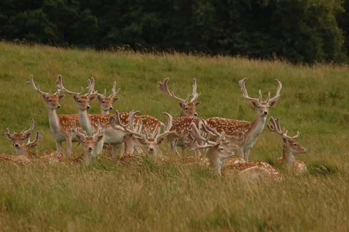 fallow Deer