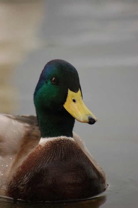 Mallard