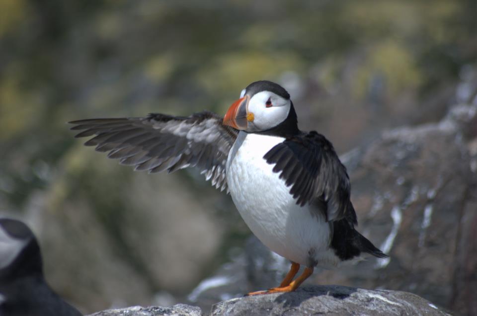 Puffin#1