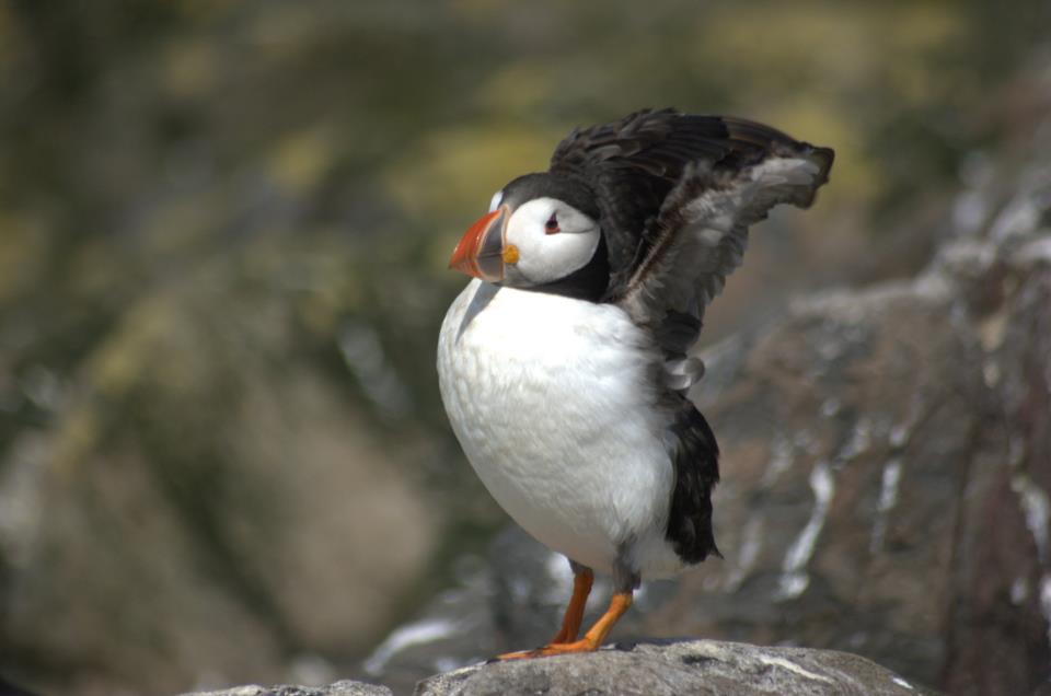 Puffin#2