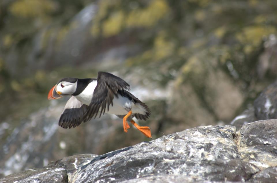 Puffin#3
