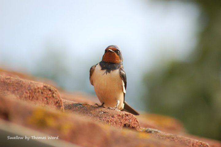 Swallow