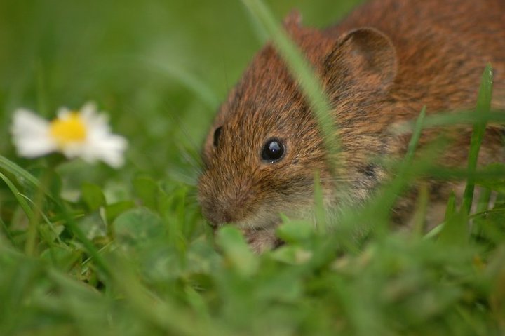 Vole